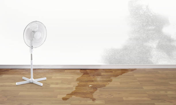 Best Local water damage restoration  in Olivarez, TX
