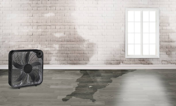 Best Carpet water damage restoration  in Olivarez, TX